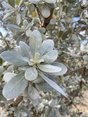 Conocarpus erectus sericeus