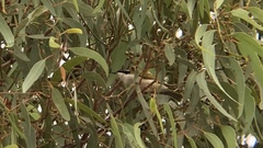 Melithreptus albogularis inopinatus