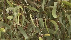 Melithreptus albogularis inopinatus