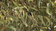 Melithreptus albogularis inopinatus