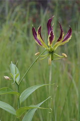 Gloriosa