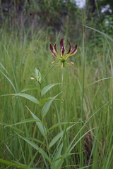 Gloriosa