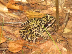 Rana temporaria