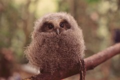 Megascops ingens colombianus