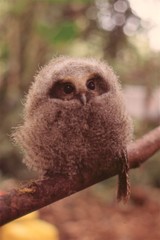 Megascops ingens colombianus