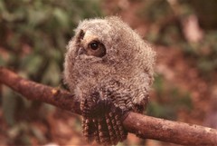 Megascops ingens colombianus