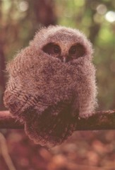 Megascops ingens colombianus