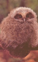 Megascops ingens colombianus