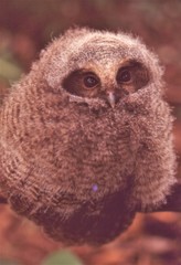 Megascops ingens colombianus