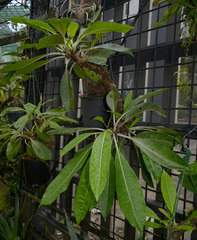 Myrmecodia tuberosa