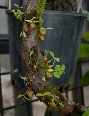 Myrmecodia tuberosa