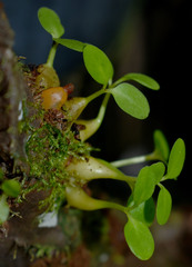 Myrmecodia tuberosa