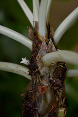 Myrmecodia tuberosa