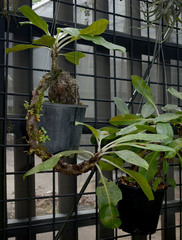 Myrmecodia tuberosa
