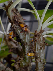Myrmecodia tuberosa