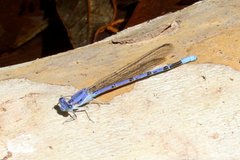 Argia munda