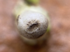 Geastrum
