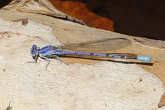 Argia munda
