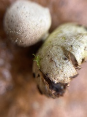 Geastrum