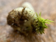 Geastrum