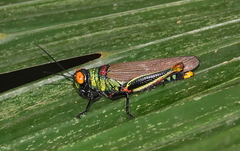 Coscineuta trochilus