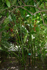 Heliconia × rauliniana