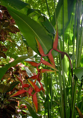Heliconia × rauliniana