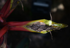 Heliconia × rauliniana