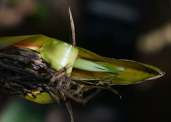 Heliconia × rauliniana