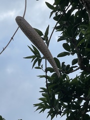 Strophanthus gerrardii