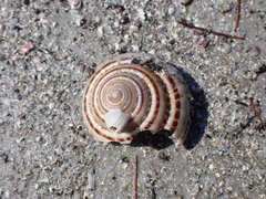 Architectonica