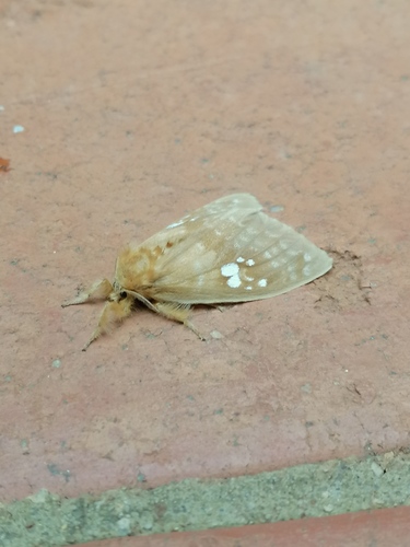 Argyrostagma thumbnail