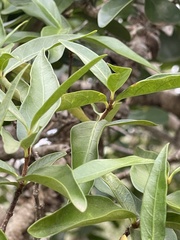 Strophanthus gerrardii