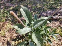 Buddleja sessiliflora