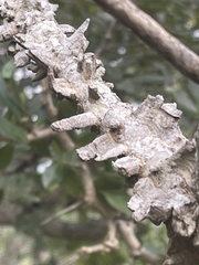 Strophanthus gerrardii