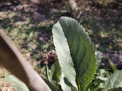 Buddleja sessiliflora