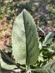 Buddleja sessiliflora