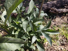 Buddleja sessiliflora