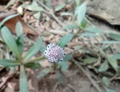 Spilanthes leiocarpa