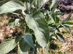 Buddleja sessiliflora