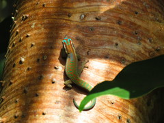 Phelsuma ornata