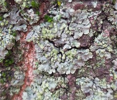 Phaeophyscia insignis