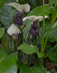 Tacca integrifolia