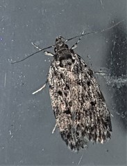 Barea atmophora