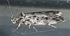 Barea atmophora