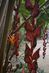 Heliconia pogonantha