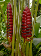 Heliconia imbricata