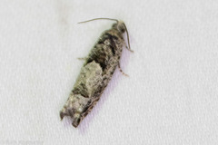 Pseudexentera hodsoni