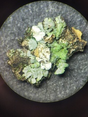 Phaeophyscia insignis