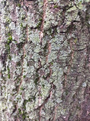 Phaeophyscia insignis